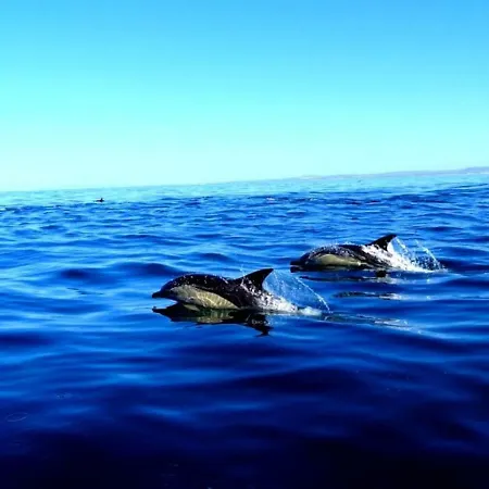 Cozyhome - * كاباناس تْدي تافيرا