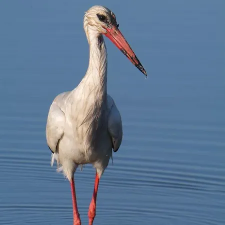 Cozyhome - Appartement *