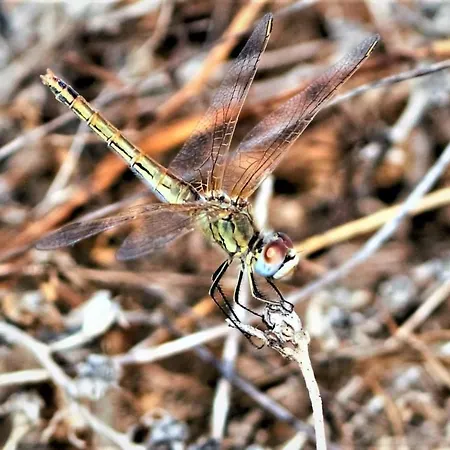 Appartement Cozyhome -