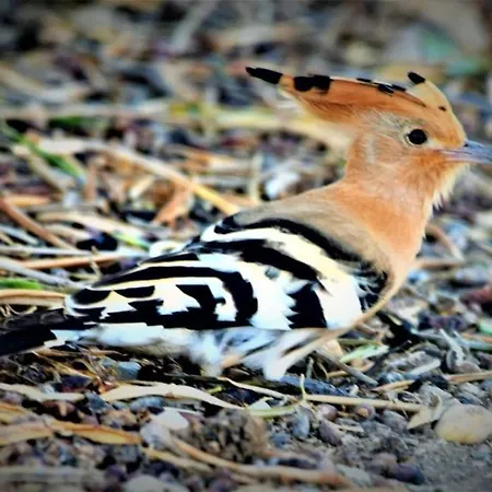 Cozyhome - Appartement *