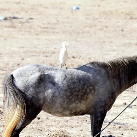 Cozyhome - 卡巴纳斯·德·塔维拉