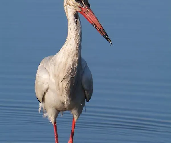 Cozyhome - Apartmán *