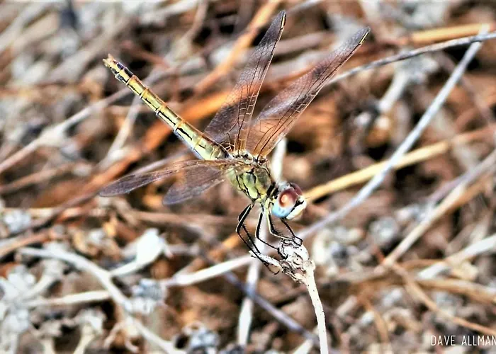 Apartmán Cozyhome -