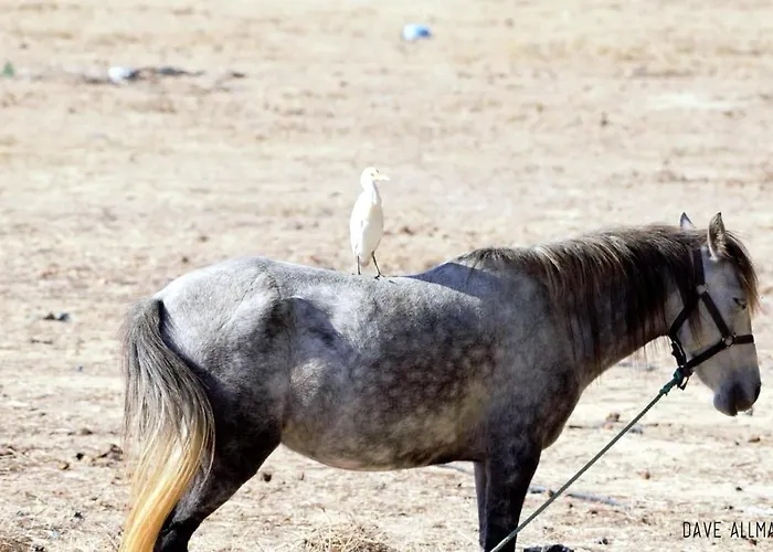 Cozyhome - Cabanas De Tavira